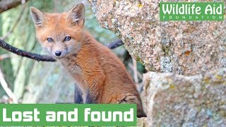 Lost fox cub tries to return home
