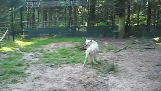Arctic wolf Animal by ONLINE THEPLANET 41 views 3 years ago 27 seconds