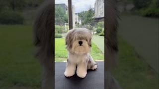 수련을 마치고 하산 하신 댕신령