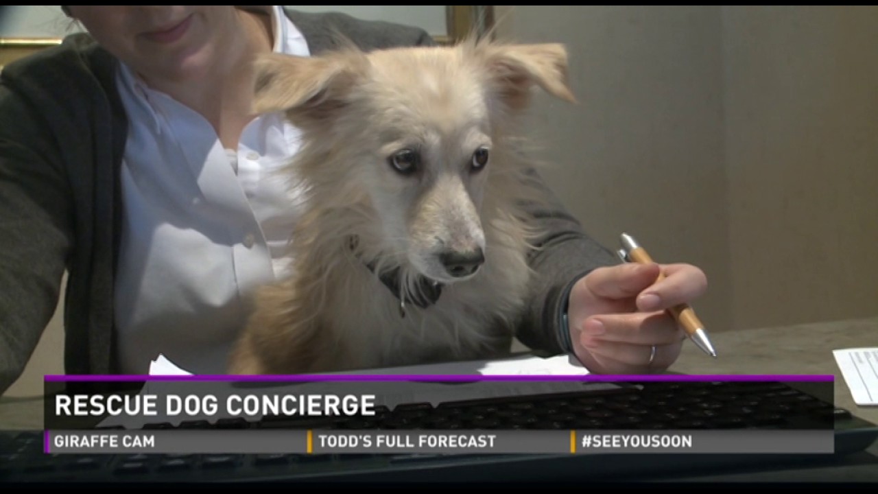 Maine Inn Finding Dogs Forever Homes - YouTube