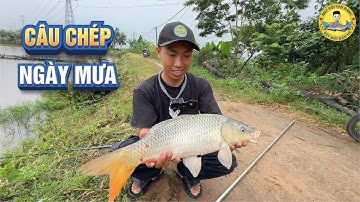 Câu Cá Chép Ngày Mưa Pha Mồi Thế Nào ??