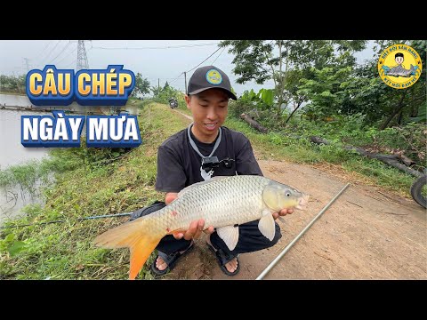 Câu Cá Chép Ngày Mưa Pha Mồi Thế Nào ??