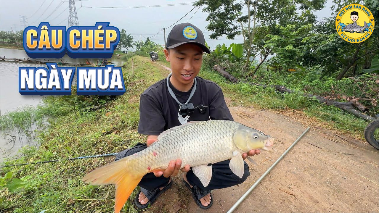 Câu Cá Chép Ngày Mưa Pha Mồi Thế Nào ??