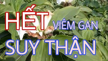 CÂY MÍA DÒ | CÂY CÁT LỒI | TRỊ BỆNH SUY THẬN | CÂY CỦ CHÓC TRỊ VIÊM TIẾT LIỆU