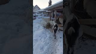 nanny goats sorting out kids🐐#naturedaily #nature #naturelovers #animal #fluffyfriends #goat #cute
