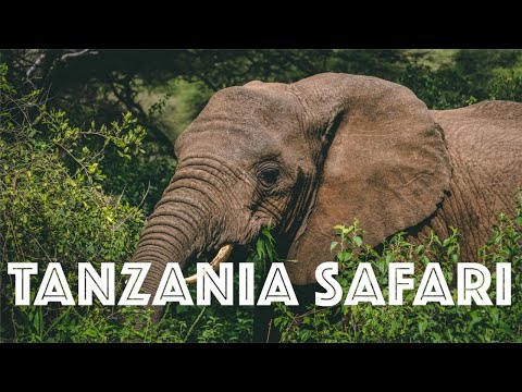 Video: Serengeti National Park: Phau Ntawv Qhia Ua tiav
