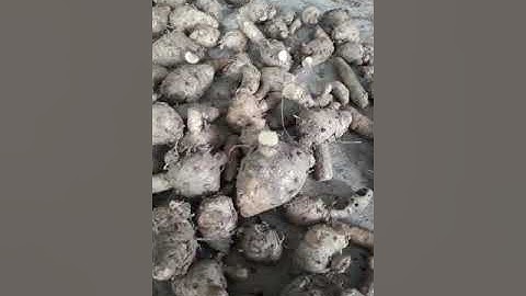 ngãi chống độc hương xoài có hàng roi nhé cả nhà.nhanh tay thì còn nhé.lh 0358804808