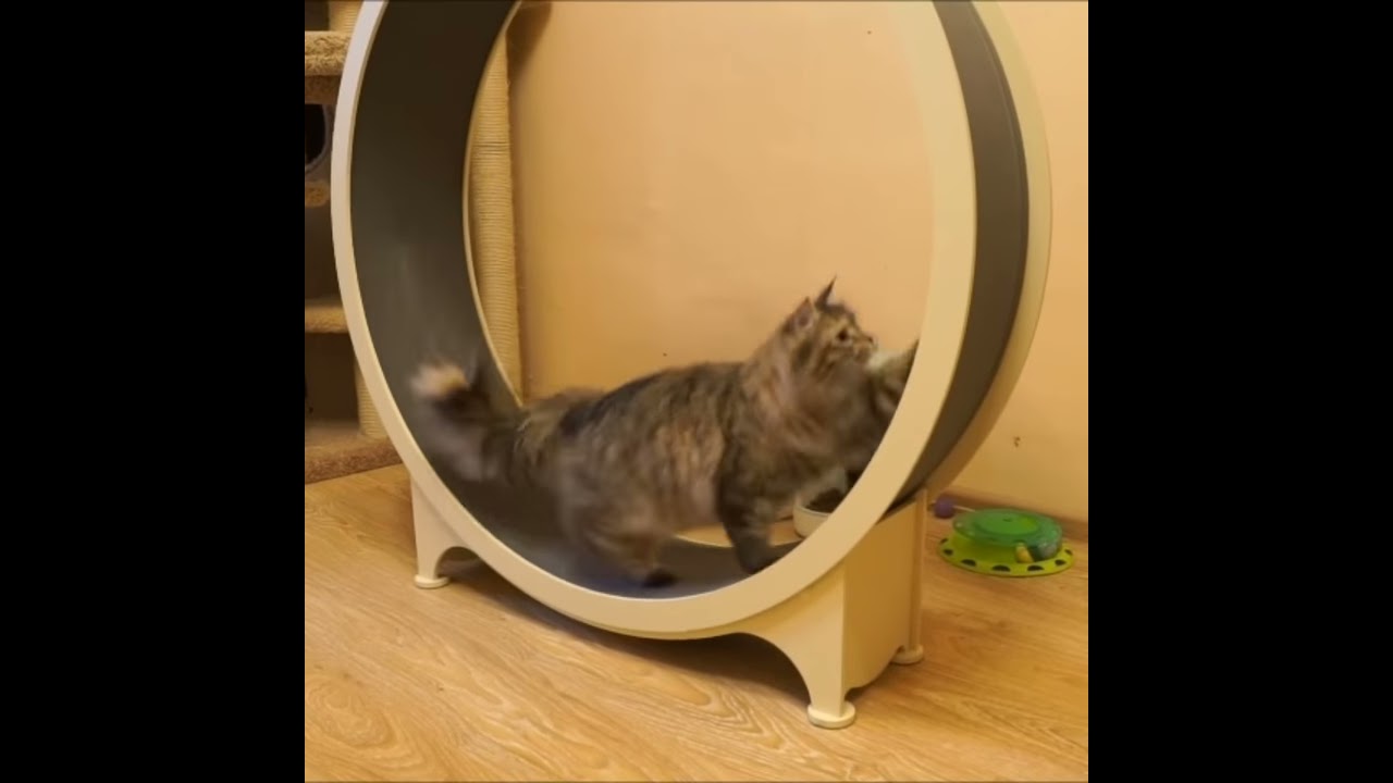 Тренажер Для Кошки Колесо Купить