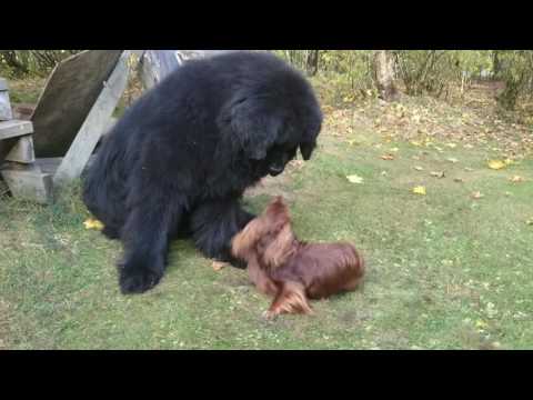 大きい犬  