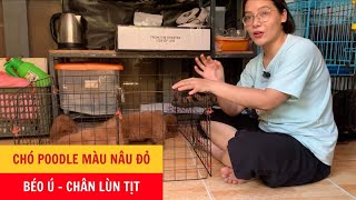 Chó Poodle Màu Nâu Đỏ - Béo Ú - Chân Lùn Tịt - Phương Cún TV by Phương Cún TV 223 views 9 months ago 2 minutes, 54 seconds