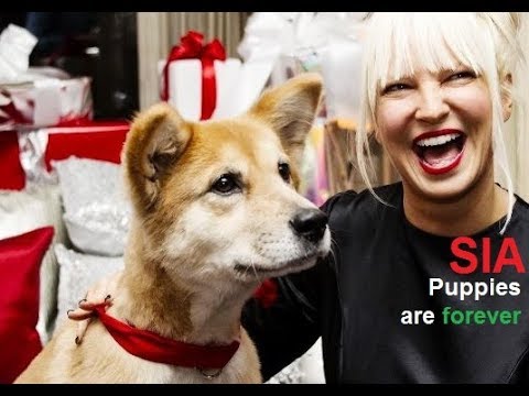 Sia - Puppies are forever