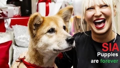 Sia - Puppies are forever
