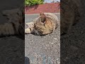 野良猫保護、救助#捨て猫#Stray cat rescue and protection #abandoned cats