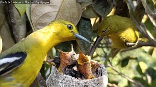 Parent Birds Bring Food Back to the Nest for Their Baby Birds