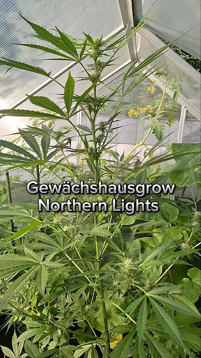 #Cannabis,#Gewächshausgrow,#Northern Lights,#Guava