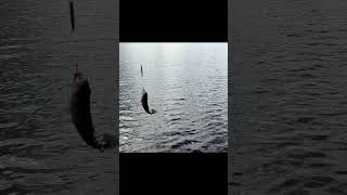 top secret tip for lure fishing