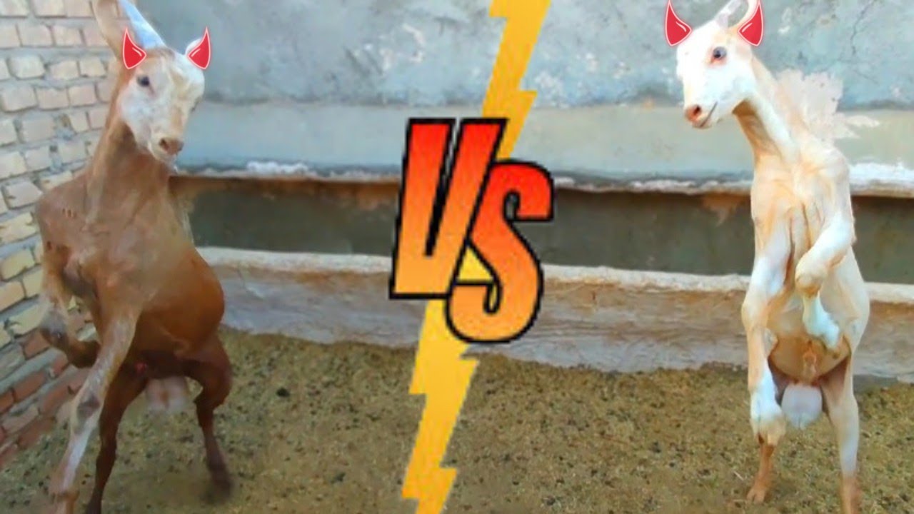 A fight between two goats