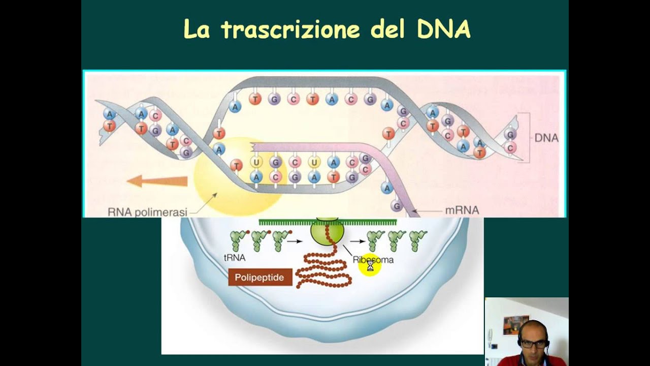 La trascrizione HD — Transcript