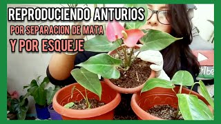 COMO HACER REPRODUCCIÓN DE ANTURIOS /POR SEPARACIÓN DE MATA Y ESQUEJE.