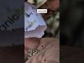 Lupin Flower Seeds Sowing  Cool Season Blooms &amp; Easy Germination Guide | #LupinSeeds #shortvideo