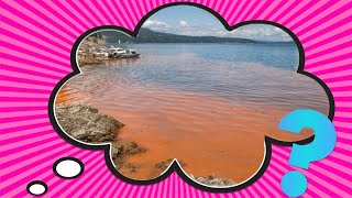 What Causes Red Tides?