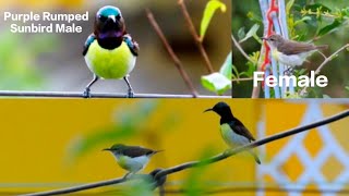 Purple Rumped Sunbird calling each other || Finally reunited