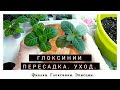 Пересадка и уход за глоксинией. Пасынки. Сеянцы.