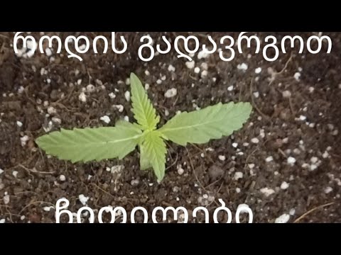 როდის გადავრგოთ ჩითილები ღია გრუნტში