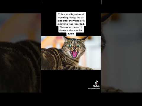Video: 7 Comments That Make Owners Cat Cringe