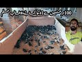 100 Australorp hen farm in Pakistan||Australorp chicken farming business in Pakistan||Australorp hen