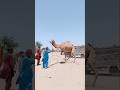 شاهد كيف يتم تحميل الإبل بالقوة شاهد كيف يتم تحميل الإبل بالقوة