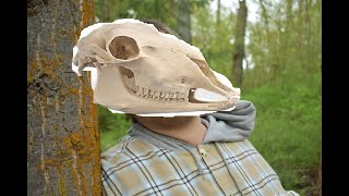 Dinosaurs on Other Planets by Danielle McLaughlin | Short Story Tuesday