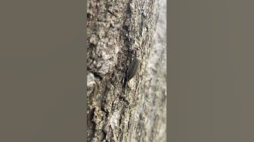 Random Bug climbing a tree #nycparks #parks #bugs #nyc