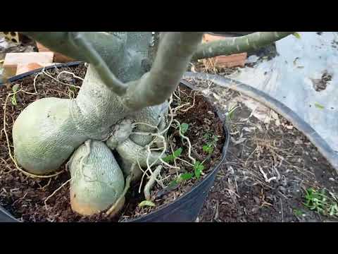 Video tối 16/11/2022/cây sứ Kỳ Duyên rin (400k) lh0702991475 - youtube