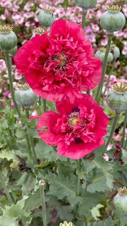 An opium poppy - one of the many fascinating finds at the Carlsbad Flower Fields #coolflowers #poppy