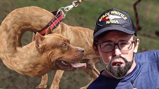 WHY MEN REFUSE TO NEUTER THEIR DOGS - idubbbz complains