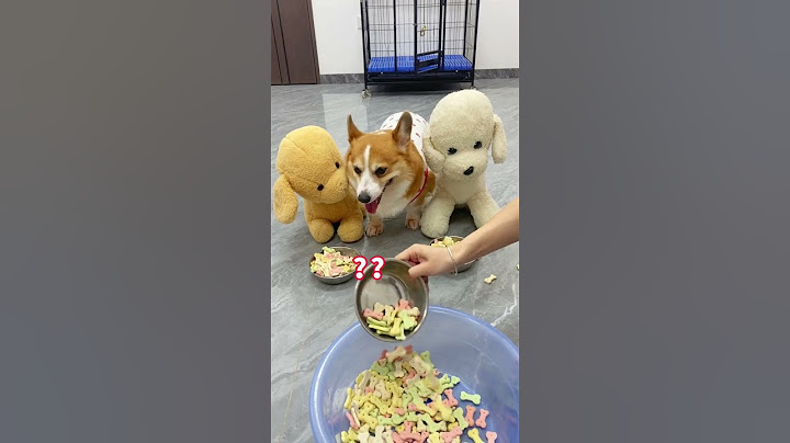 The impatient puppy lost his temper and slammed the door. Corgi, dog, cute pet debut plan, the d