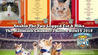 Anakin The Two Legged Cat & Mika on The Hallmark Channel's Kitten Bowl V 2018