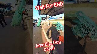 Double Dog Catching Van #shorts #ytviral #pets #animals #streetdogplanet44 #dog
