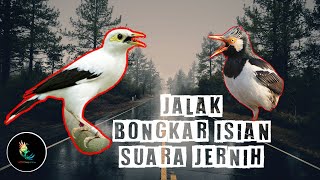 Masteran Jalak Gacor Bongkar Isian Suara Jernih