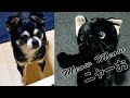 Vsblack doggo caresses black cat robotfunny dog reaction to toy