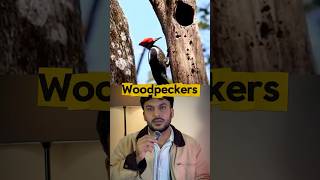 No helmet. No problem. Just genius design. 🧠❤️ #Woodpecker #natureissmart