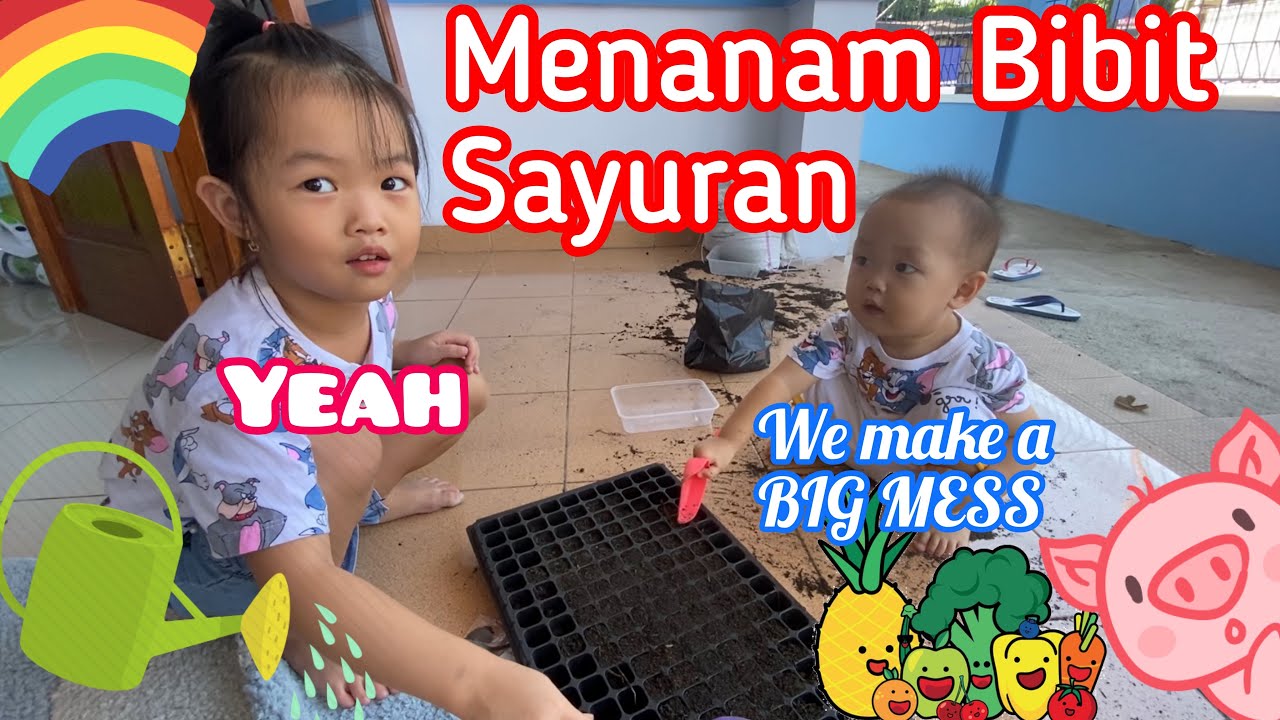 MENANAM BIBIT SAYURAN PAKAI TRAY SEMAI 