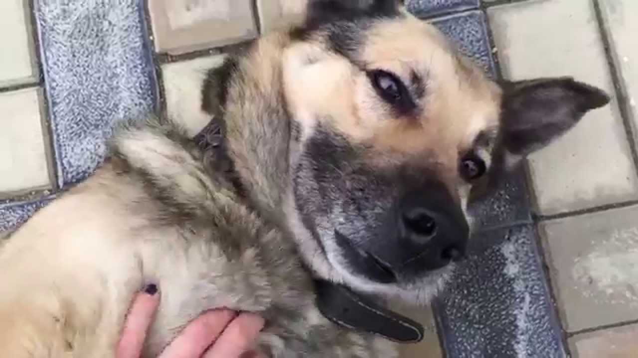 Dog sneezing attack - hilarious!