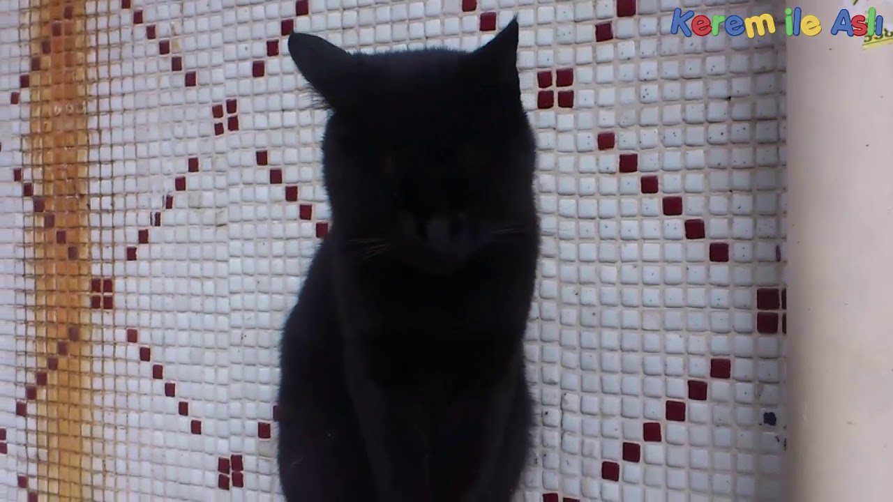 Siyah Panter Kedi YouTube