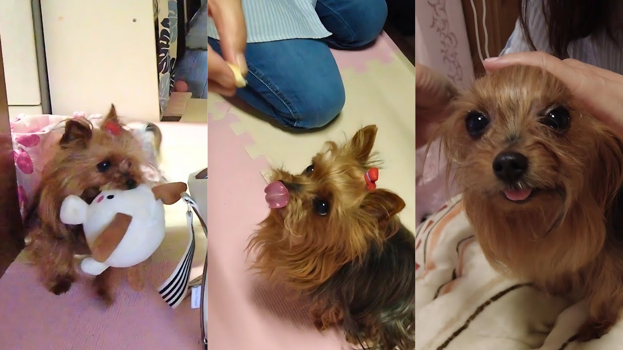 ✨Adorable Yorkie’s Daily Routine: Getting Ready, Eating a Banana & Brushing! 🐾