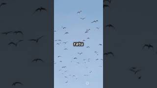 FAKTA MENARIK TENTANG BURUNG KUNTUL!!! #facts #faktaduniaunik1 #animals #faktaunik #faktafaktaunik