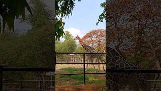 #wow#giraffe#mysorezoo #mysore#animals#karnataka #mysoreplace#mysorepak#mysorephotography#vishugunda