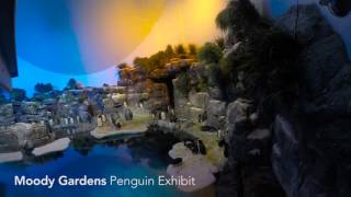 Penguin Exhibit Time Lapse