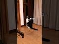 間違って左手だけで開けようとしやり直す猫#shorts